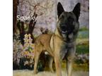Adopt Spanky a German Shepherd Dog