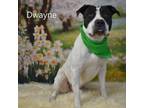 Adopt Dwayne a Pit Bull Terrier