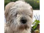 Adopt GIZMO* a Shih Tzu