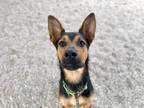 Adopt BILLY G* a German Shepherd Dog, Australian Cattle Dog / Blue Heeler