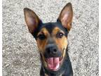 Adopt BILLY G* a German Shepherd Dog, Australian Cattle Dog / Blue Heeler