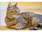 Adopt Tab Hunter a Domestic Short Hair, Tabby