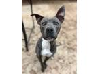 Adopt Clarence a Pit Bull Terrier