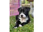 Adopt Lava a Pit Bull Terrier, Mixed Breed