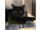 Adopt Whiskey a Domestic Short Hair