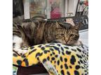 Adopt Laohu a Tabby