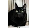 Adopt Chex a Bombay
