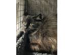 Adopt Midnight #36669 WORKING WHISKERS (Barn Cat) a Domestic Long Hair