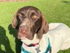 Adopt Stix a German Shorthaired Pointer