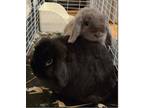 Adopt Casimir & Roman (bonded pair) a Mini Lop