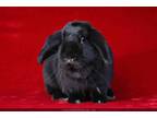 Adopt Boogie aka Biggie a Bunny Rabbit