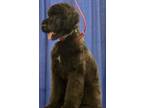 Adopt Oppi a Labradoodle