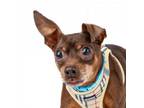 Adopt Dr. Seuss 11703 a Miniature Pinscher