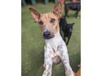 Adopt Revo a Thai Ridgeback, Shiba Inu