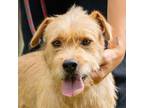 Adopt Nuengning a Wirehaired Terrier, Border Terrier
