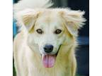 Adopt Broderick a Golden Retriever, Jindo