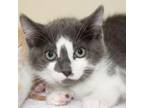 Adopt Bunky a Domestic Short Hair