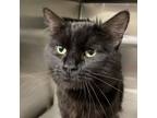 Adopt Toli a Domestic Medium Hair, Domestic Short Hair