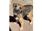 Adopt Zack a Terrier, Mixed Breed