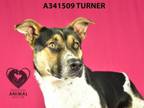 Adopt TURNER a German Shepherd Dog, Mixed Breed