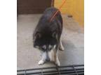 Adopt CHEX a Siberian Husky