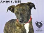 Adopt JESSE a Pit Bull Terrier