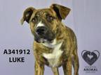 Adopt LUKE a Black Mouth Cur, Pit Bull Terrier