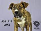 Adopt LUKE a Pit Bull Terrier