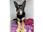 Adopt WILLFRED a German Shepherd Dog