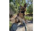 Adopt Flynn a German Shepherd Dog