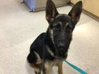 Adopt Dog a German Shepherd Dog