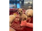 Adopt BABY ZEPPELIN a Terrier