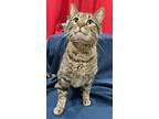 Adopt Salem a Domestic Short Hair