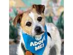 Adopt Eddie a Jack Russell Terrier, Fox Terrier