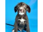 Adopt Yerba a Mixed Breed