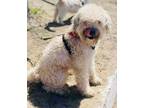 Adopt Archer a Wheaten Terrier, Poodle
