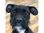 Adopt Gus a Mixed Breed