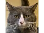 Adopt Pepe a Domestic Short Hair