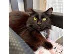 Adopt Batman a Domestic Long Hair