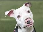 Adopt Smash a Pit Bull Terrier