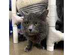 Adopt Peeta a Domestic Long Hair