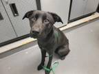 Adopt FLYNN a Labrador Retriever, German Shepherd Dog