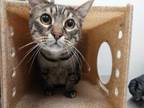 Adopt CLYDE a Domestic Short Hair