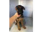 Adopt A684690 a German Shepherd Dog