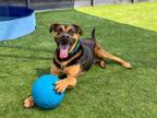 Adopt RUFFLES a Rottweiler, Mixed Breed