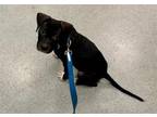 Adopt DOMINIC a Pit Bull Terrier, Mixed Breed
