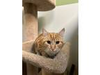 Adopt Dorito a Domestic Short Hair