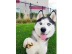 Adopt KODA BEAR a Alaskan Malamute