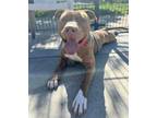 Adopt RUSTY a Pit Bull Terrier