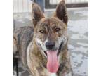 Adopt Tiger a Dutch Shepherd, Pit Bull Terrier